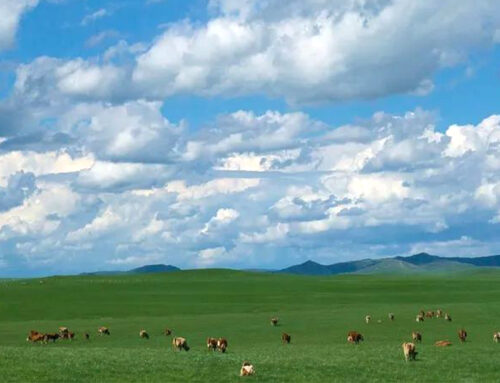 Caso de Éxito del Proyecto de Granulación de Fertilizante Orgánico a partir de Estiércol Bovino en una Granja de Argentina